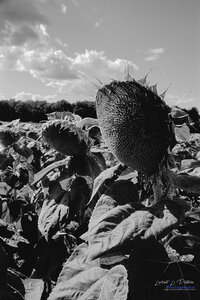 2014_10_07_vie_et_mort_d'un_tournesol, 2024-09-16_fomapan100_NIKON_F801_14_1_wordpress