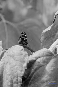 2014_10_07_vie_et_mort_d'un_tournesol, 2024-09-16_fomapan100_NIKON_F801_26_1_wordpress