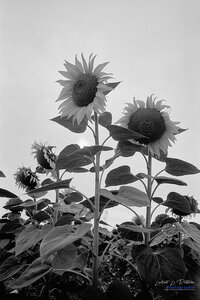 2014_10_07_vie_et_mort_d'un_tournesol, 2024-09-11_fomapan100_zeiss_icarex23_1_wordpress