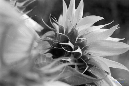 2014_10_07_vie_et_mort_d'un_tournesol, 2024-08-31_kentmere100_f601_37_wordpress